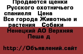 Продаются щенки Русского охотничьего спаниеля › Цена ­ 25 000 - Все города Животные и растения » Собаки   . Ненецкий АО,Верхняя Пеша д.